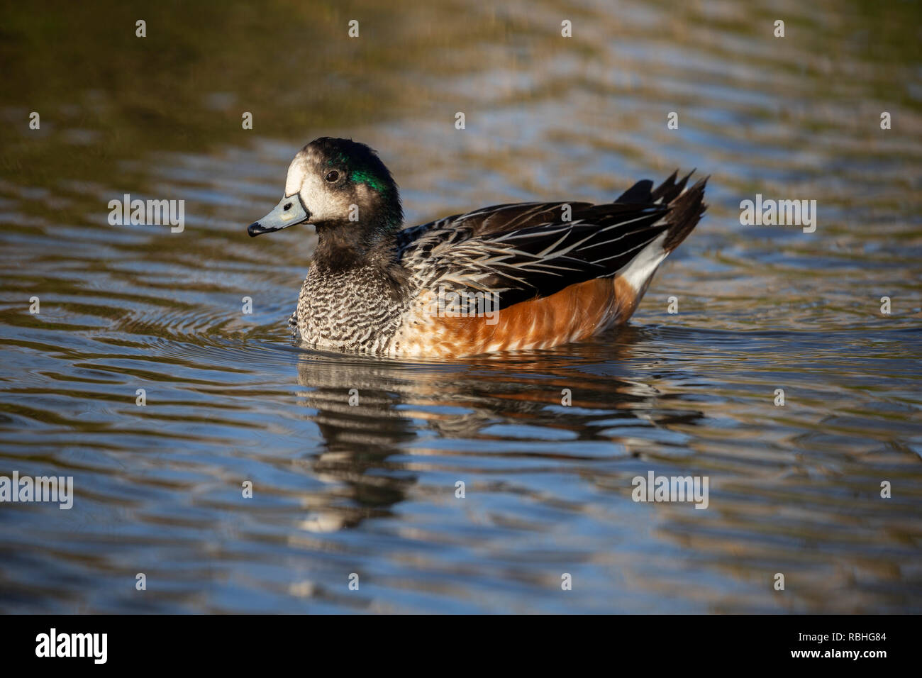 Chiloe Wigeon, Mareca sibilatrix, Slimbridge, Gloucestershire, Regno Unito (non-nativo, prigioniero) Foto Stock