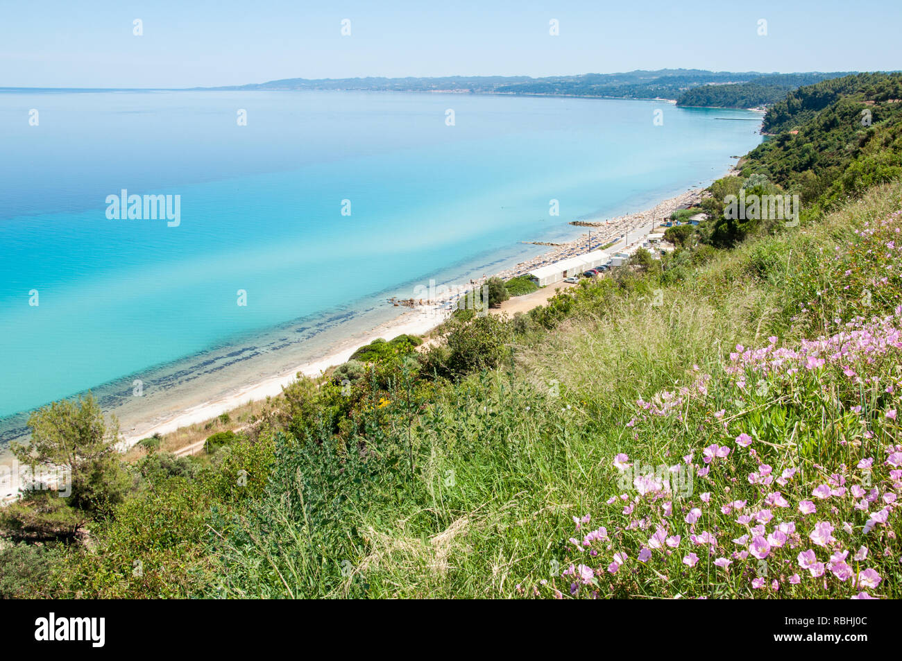 Papaveri selvatici crescente sul versante orientale della penisola Kassandra di Halkidiki, Grecia a inizio estate Foto Stock Papaveri selvatici crescente sul versante orientale della penisola Kassandra di Halkidiki, Grecia a inizio estate Foto Stock