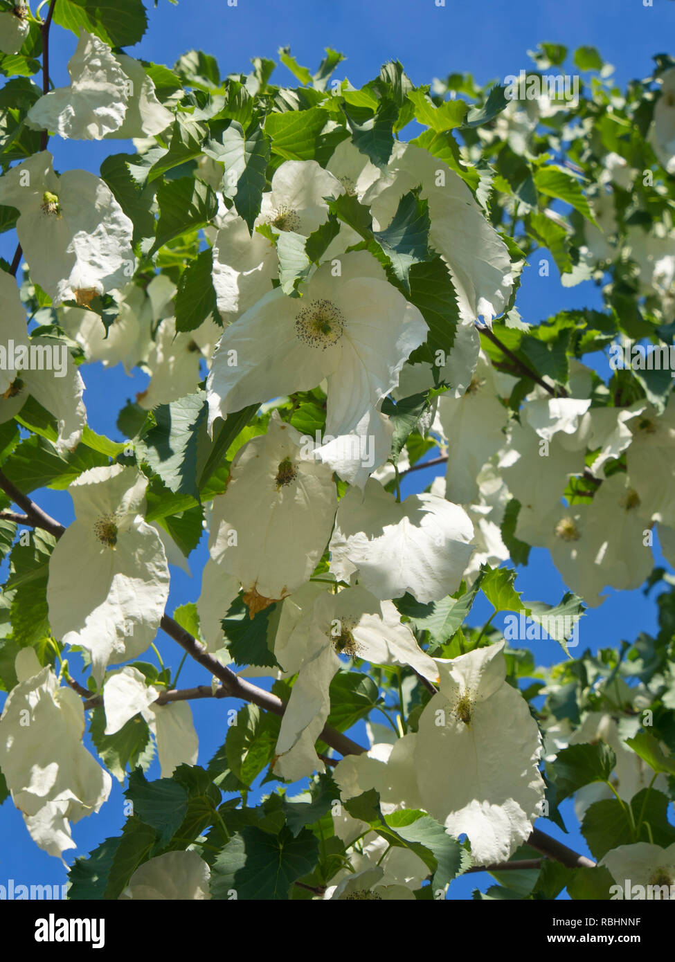 Davidia involucrata, la colomba-tree è nativo di centrale sud e sud-ovest della Cina ma cresce felicemente nel giardino botanico di Oslo Norvegia Foto Stock