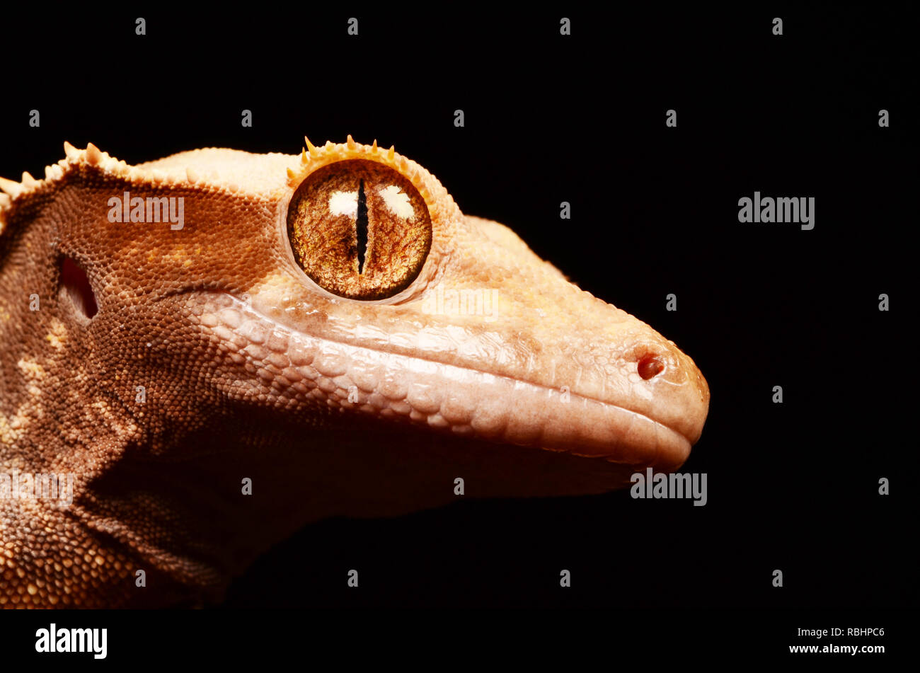 Nuovo Caledonian Crested Gecko (Rhacodactylus ciliati) Foto Stock