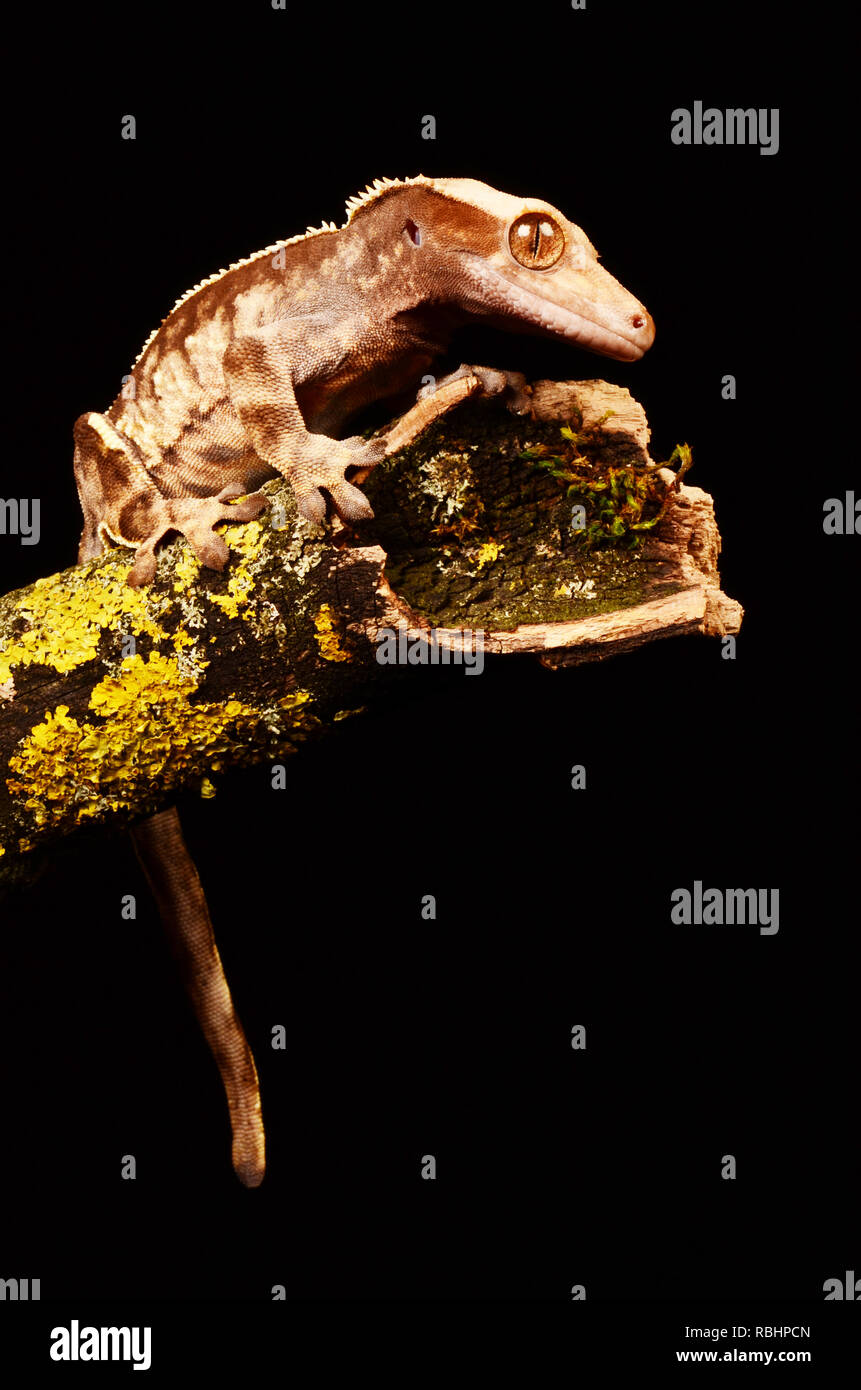 Nuovo Caledonian Crested Gecko (Rhacodactylus ciliati) Foto Stock