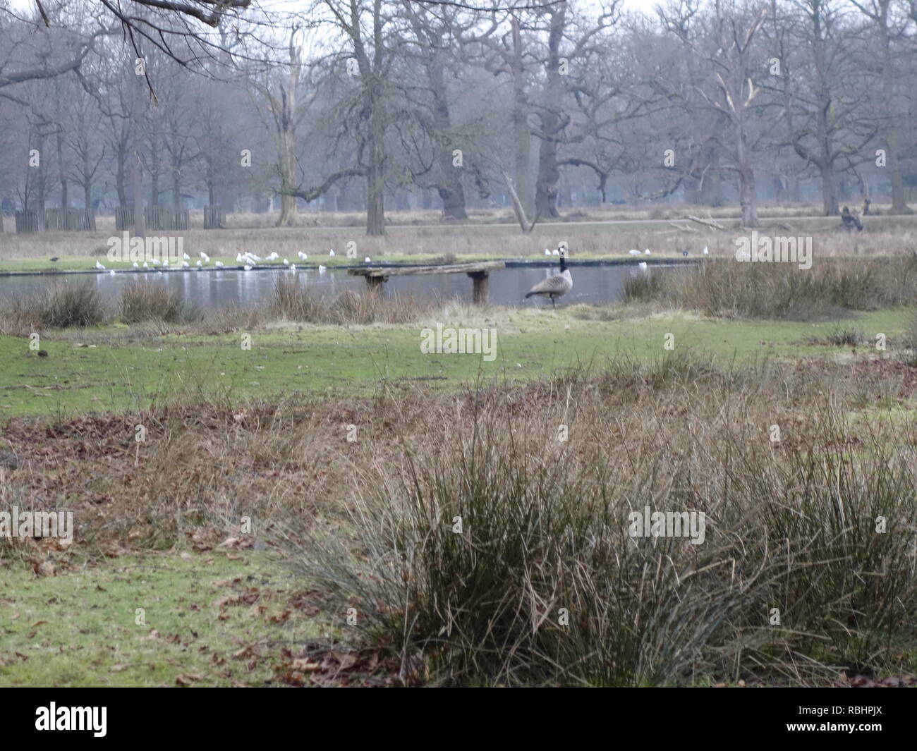 Foto da Dunham Massey Park Foto Stock