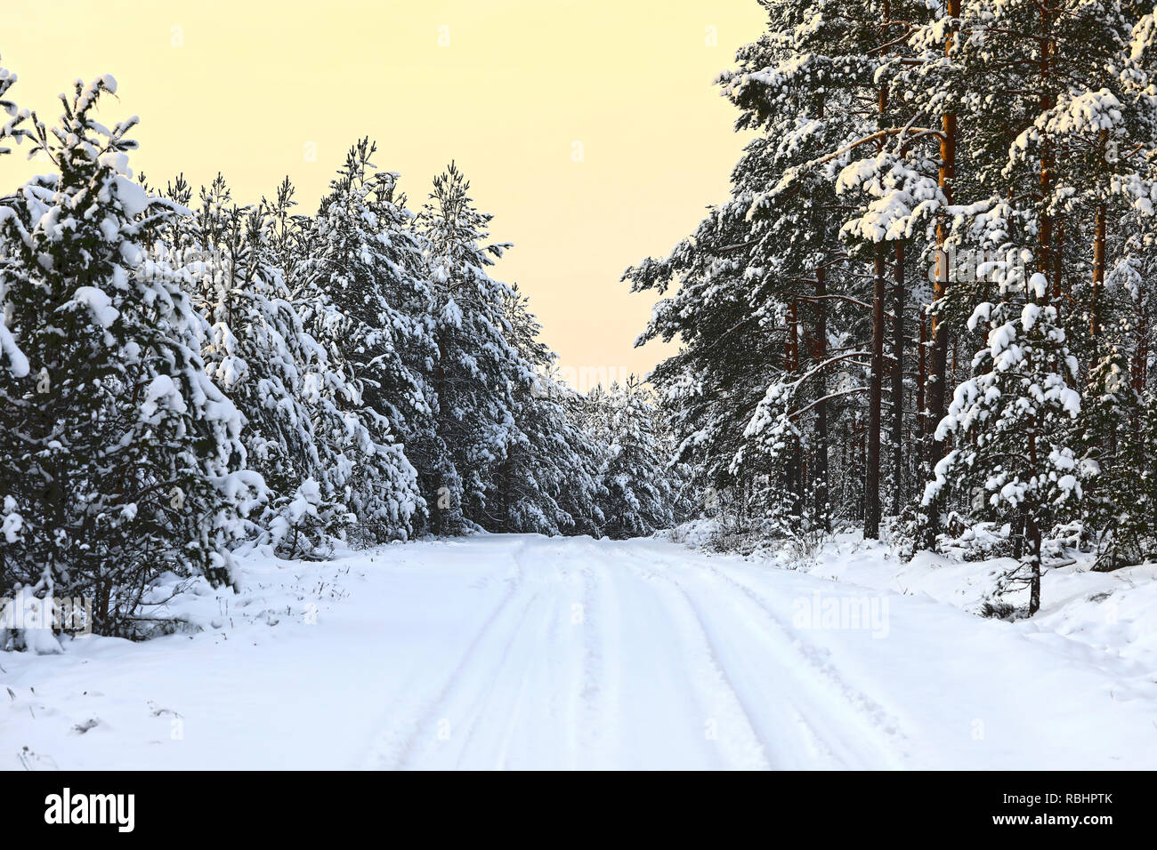 Piccola Foresta strada fiancheggiata da abete innevato e alberi di pino in inverno al tramonto con un pallido giallo sky. Salo, Finlandia Foto Stock
