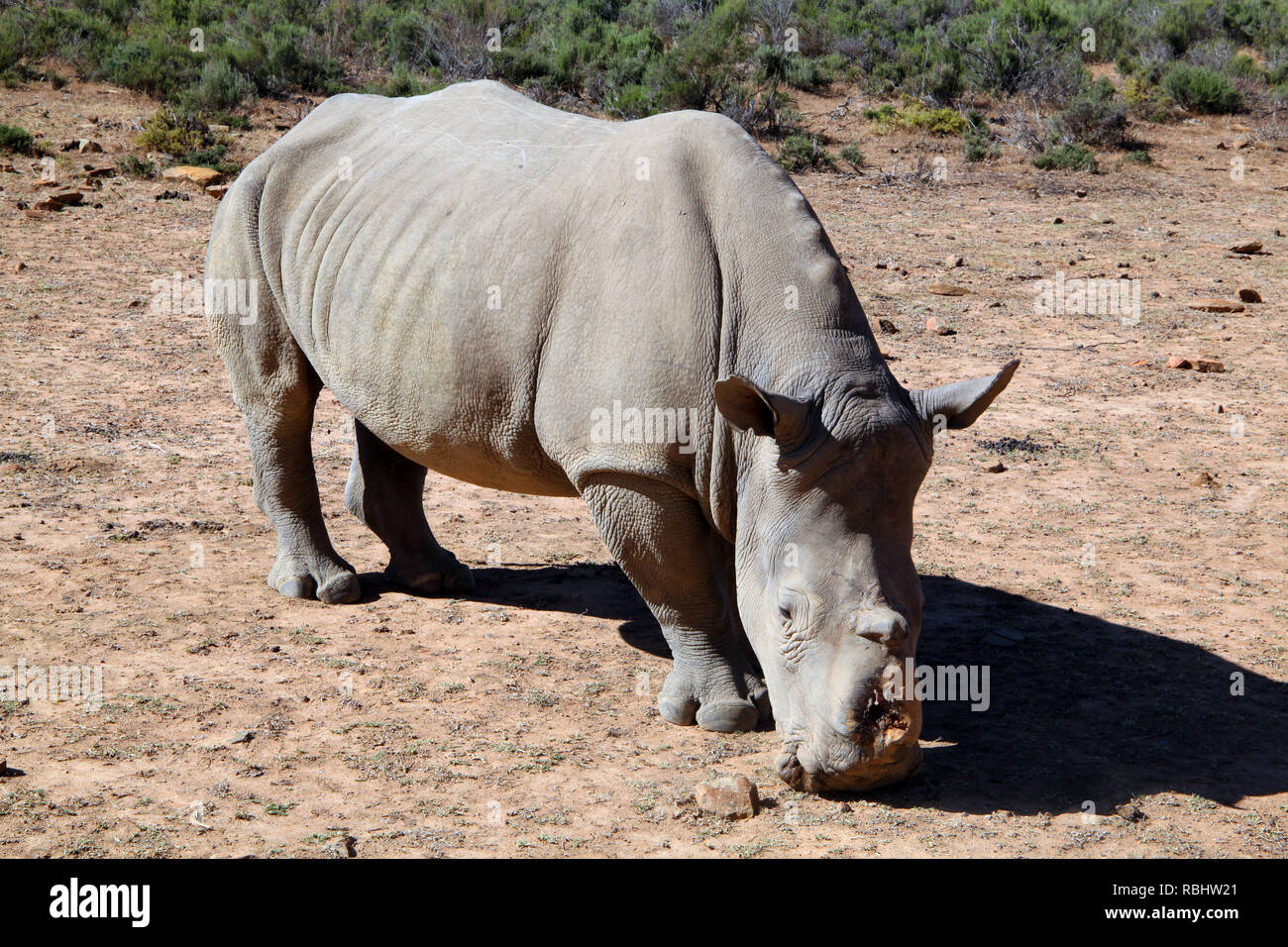 Un rinoceronte con avvisatore acustico prese da parte dei bracconieri alla Fairy Glen Safari Game Reserve, vicino a Città del Capo, Sud Africa Foto Stock