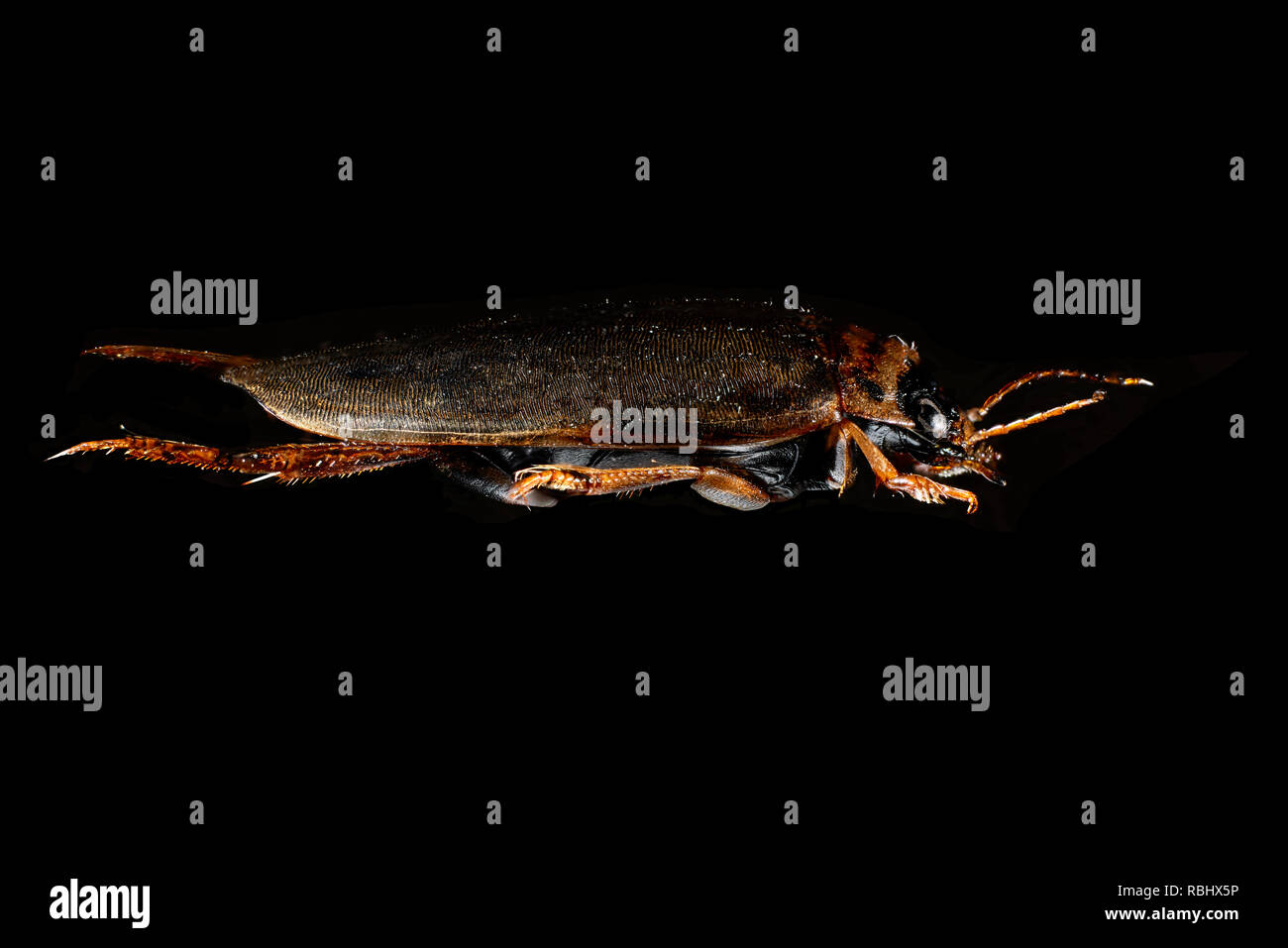 Acqua Beetle (Agabus bipustulatus) dalla famiglia Dytiscidae. Dytiscidae uno dei più grandi e più comunemente incontrato gruppi di coleotteri acquatici. Foto Stock