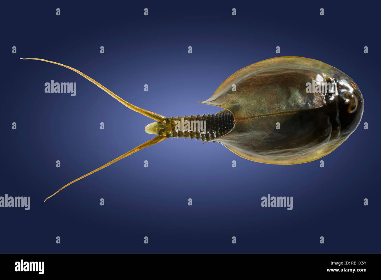 Arctic tadpole gamberetti (Lepidurus arcticus), Islanda. Foto Stock