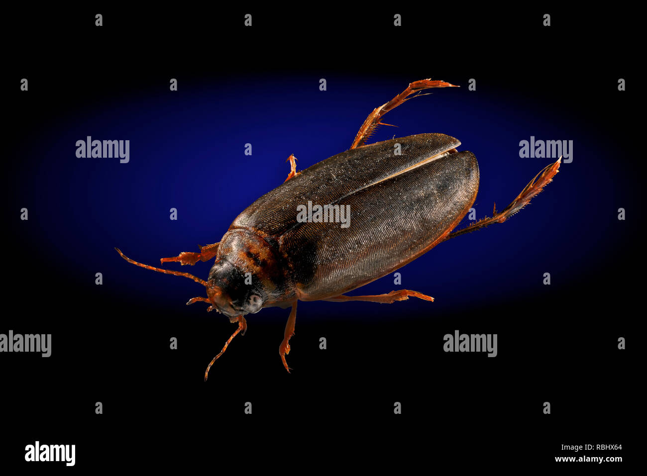 Acqua Beetle (Agabus bipustulatus) dalla famiglia Dytiscidae. Dytiscidae uno dei più grandi e più comunemente incontrato gruppi di coleotteri acquatici. Foto Stock