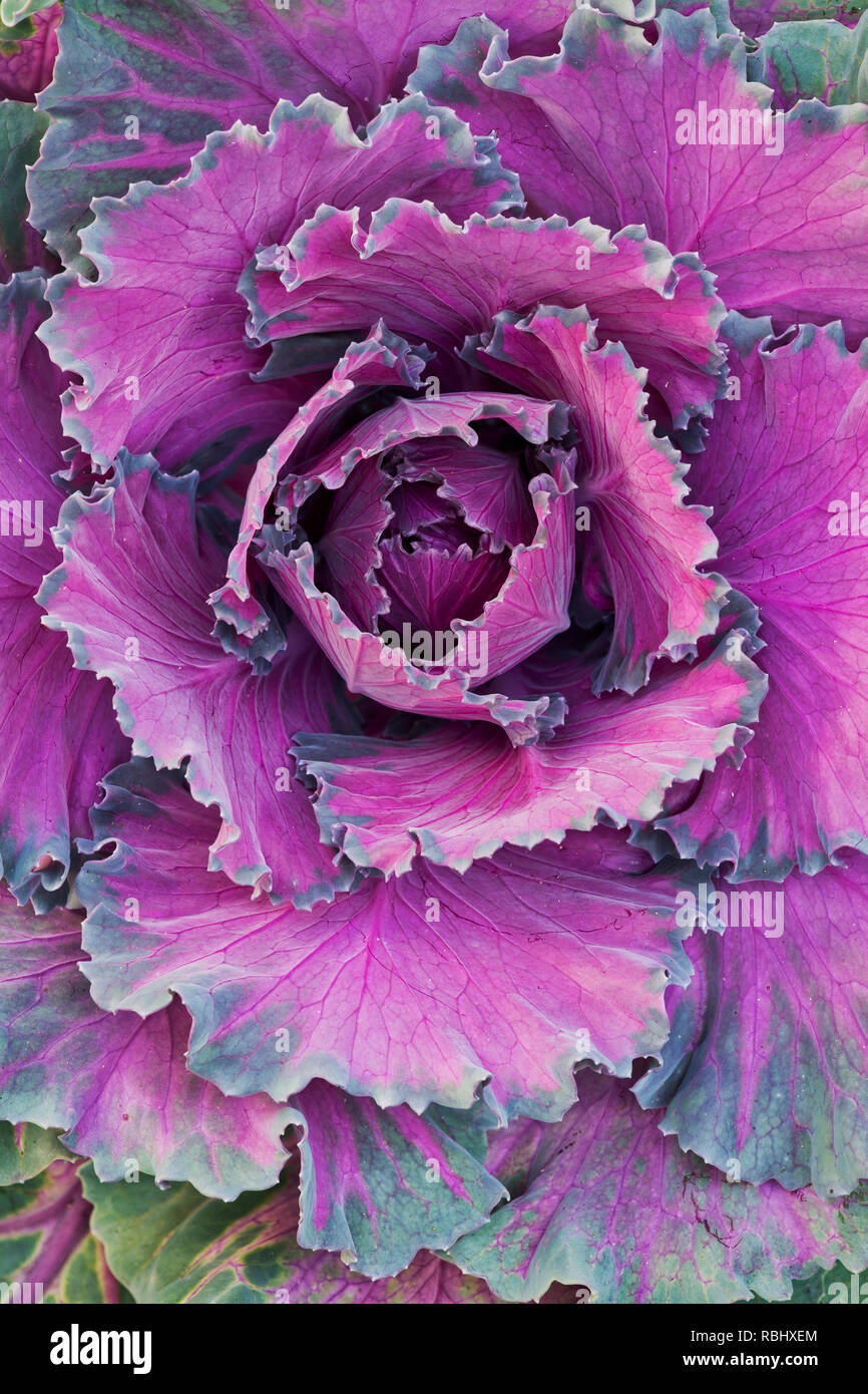 Brassica oleracea. Cavolo Northern Lights ibrido F1. Cavolo ornamentale pattern Foto Stock
