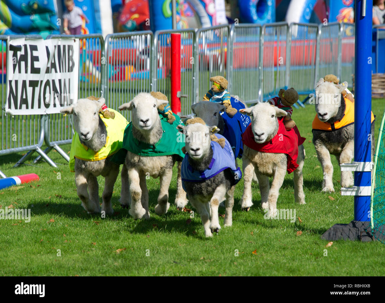 Pecore racing a un evento presso la struttura Bowood House, Wiltshire, Regno Unito Foto Stock
