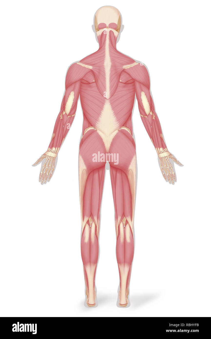 Illustrazione del muscolo Foto Stock