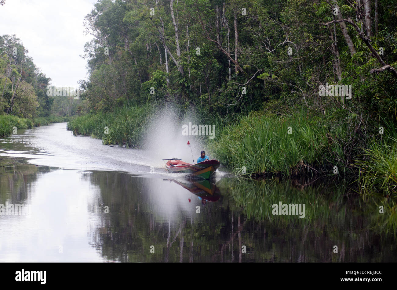 Una velocità di canoa lungo del Borneo Sungai Sekonyer river, il Tanjung messa Parco Nazionale sulla sua sinistra Foto Stock