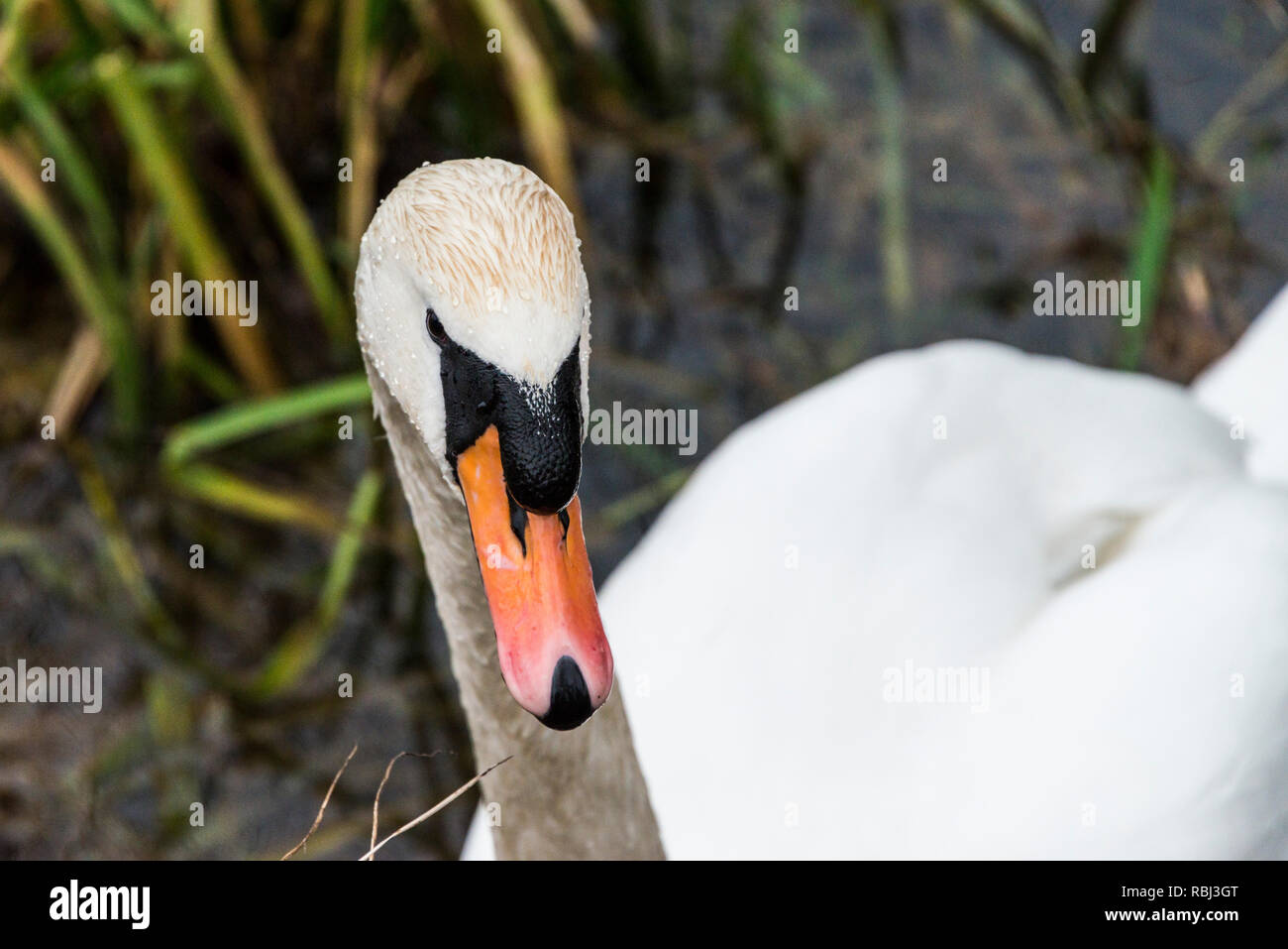 Un cigno (Cygnus olor) sul Fiume Great Ouse Foto Stock