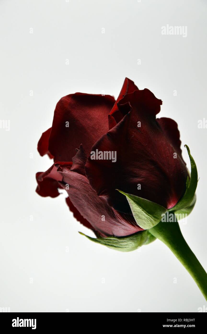 Una rosa rossa su uno sfondo bianco per il giorno di San Valentino Foto Stock