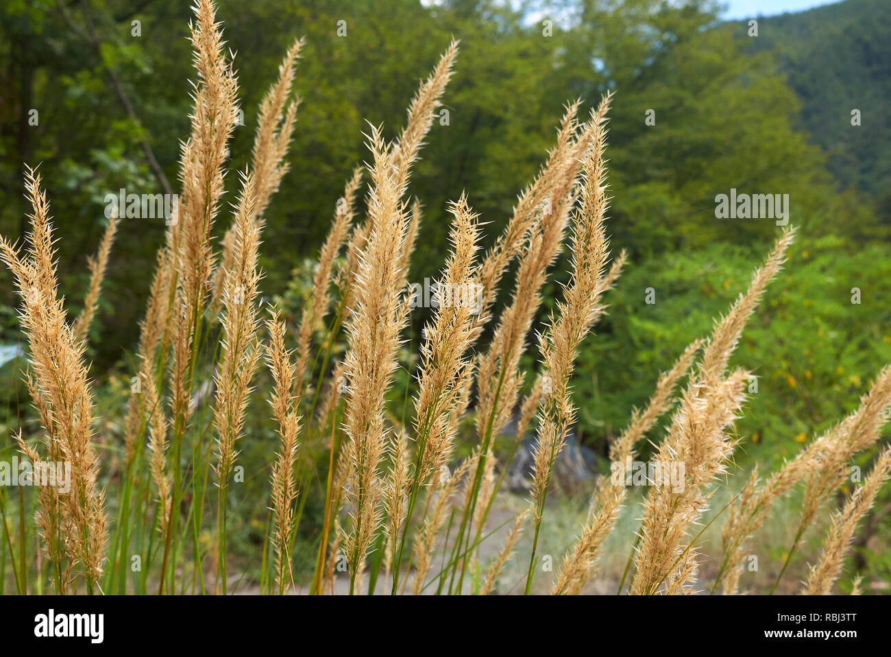 Achnatherum calamagrostis piante nei pressi di un fiume Foto Stock
