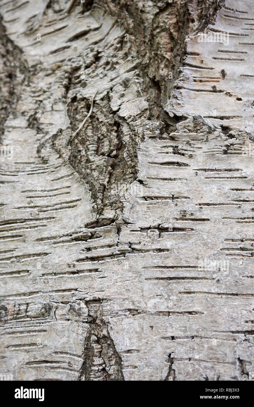 Betula pendula corteccia d'argento Foto Stock