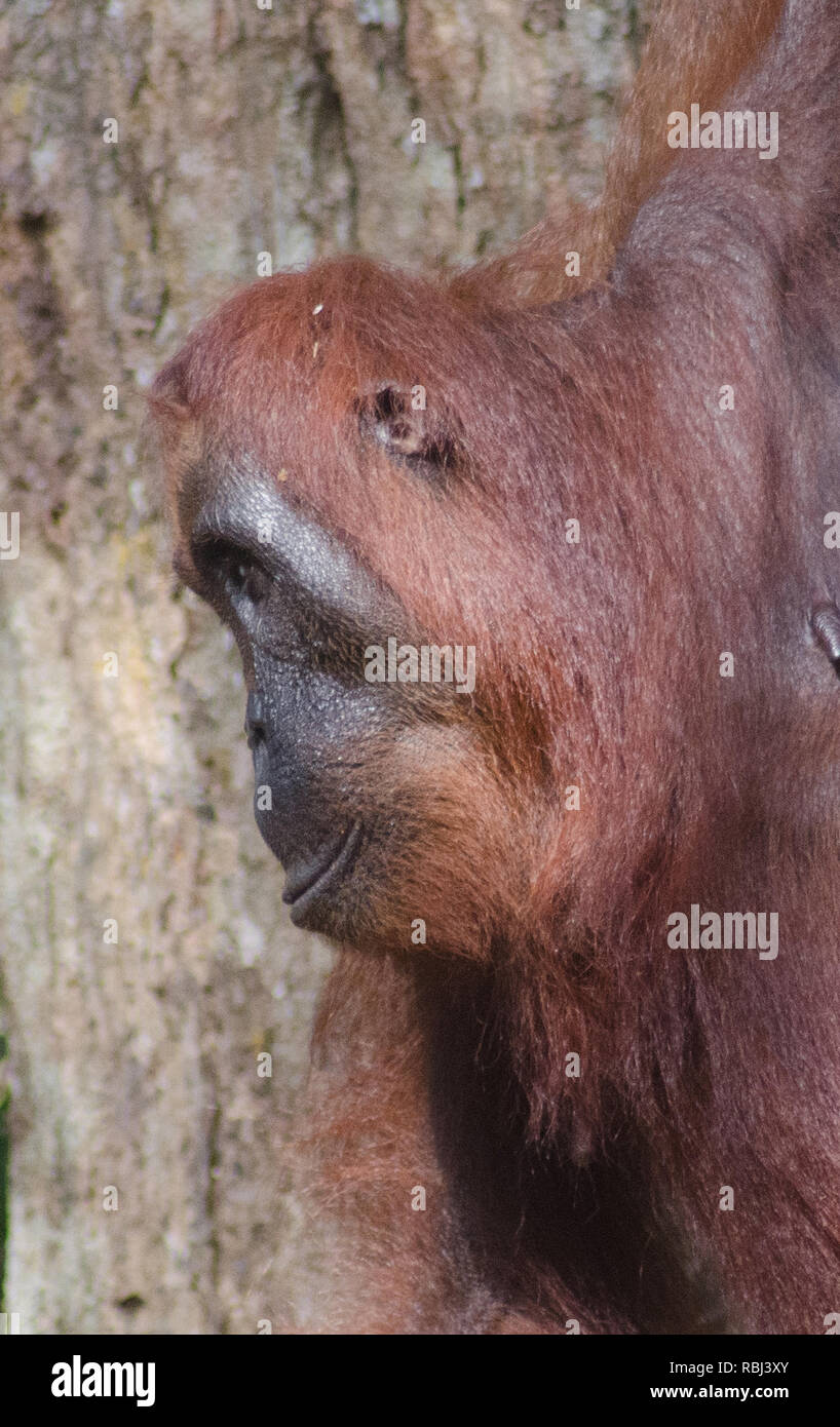 Un Orango Tango in profilo, uno di una sana popolazione protetta nel Borneo il Tanjung messa Nataional Park Foto Stock
