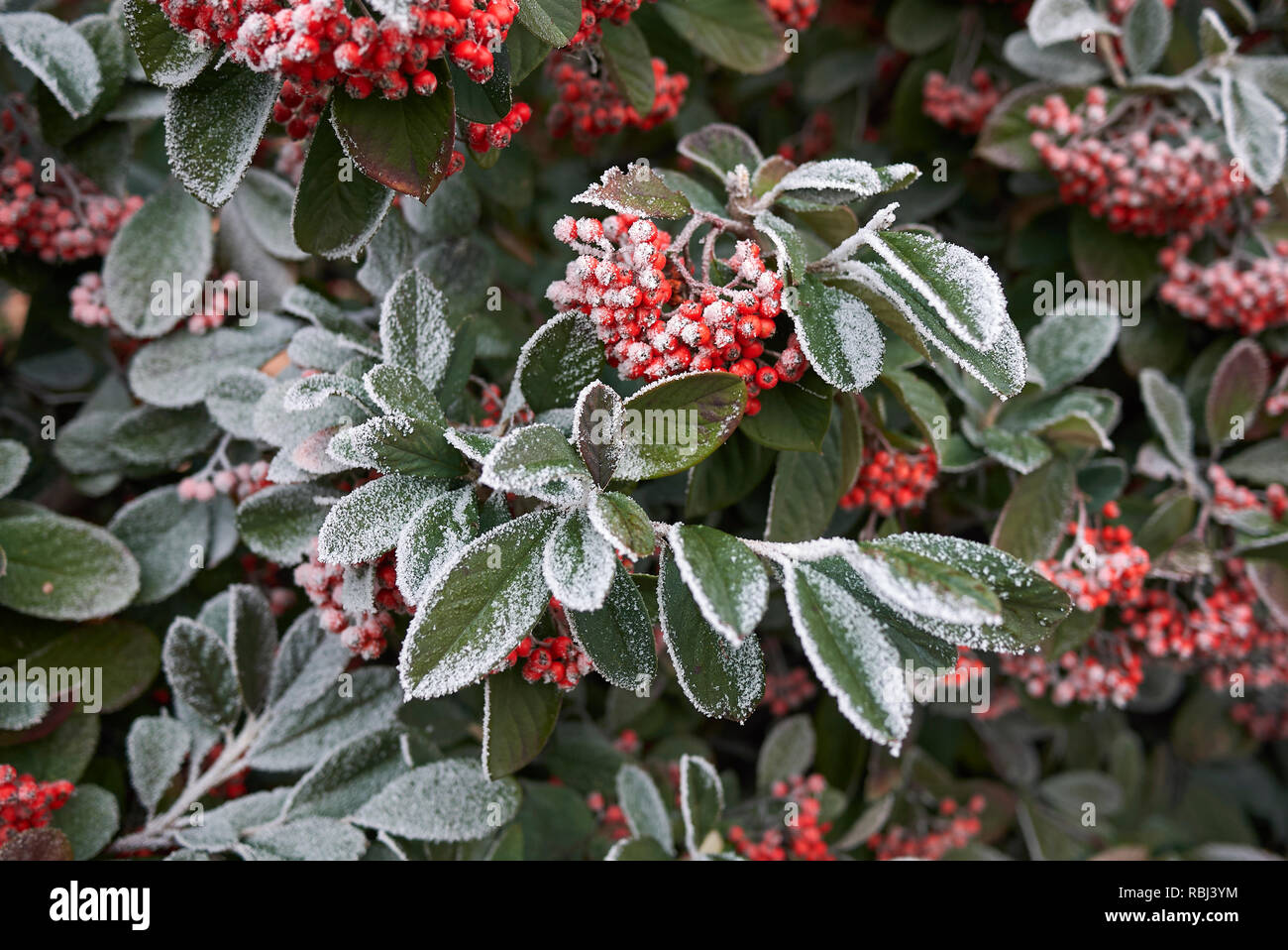 La brina su Cotoneaster lacteus branch Foto Stock