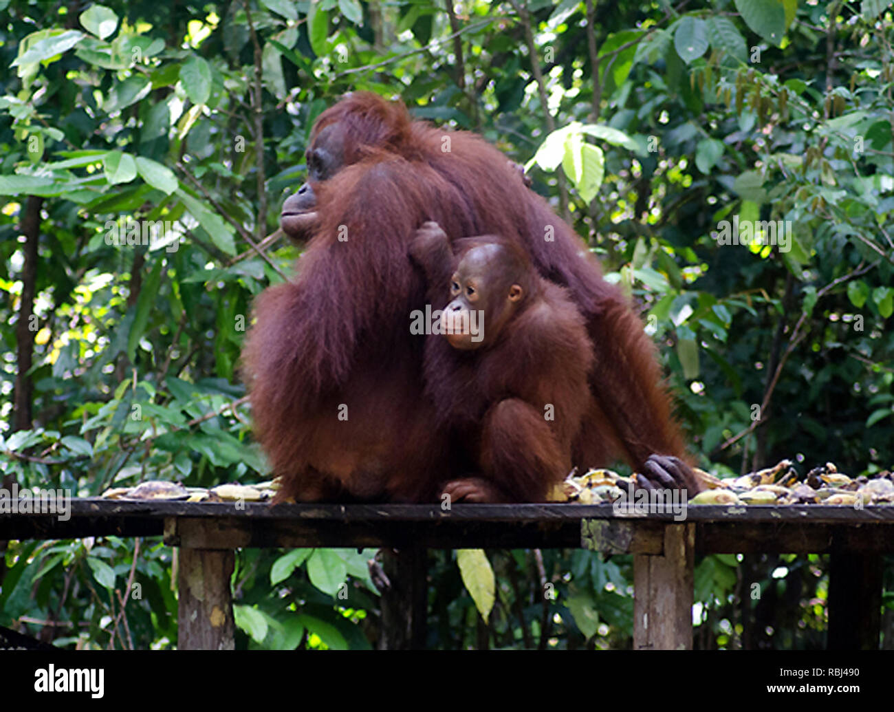 Orangutan, la madre e il bambino, la loro attenzione deviato, sono seduto su una banana-laden banco nel Borneo il Tanjung messa Parco nazionale; le banane sono forniti da park rangers Foto Stock