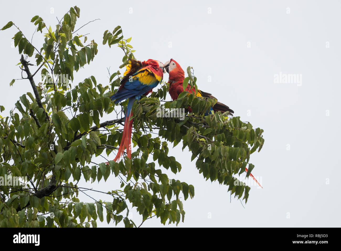 Scarlet Macaw (Ara Macao), coppia nel comportamento affettivo. Palo Verde Parco Nazionale. Provincia di Guanacaste. Costa Rica. Foto Stock