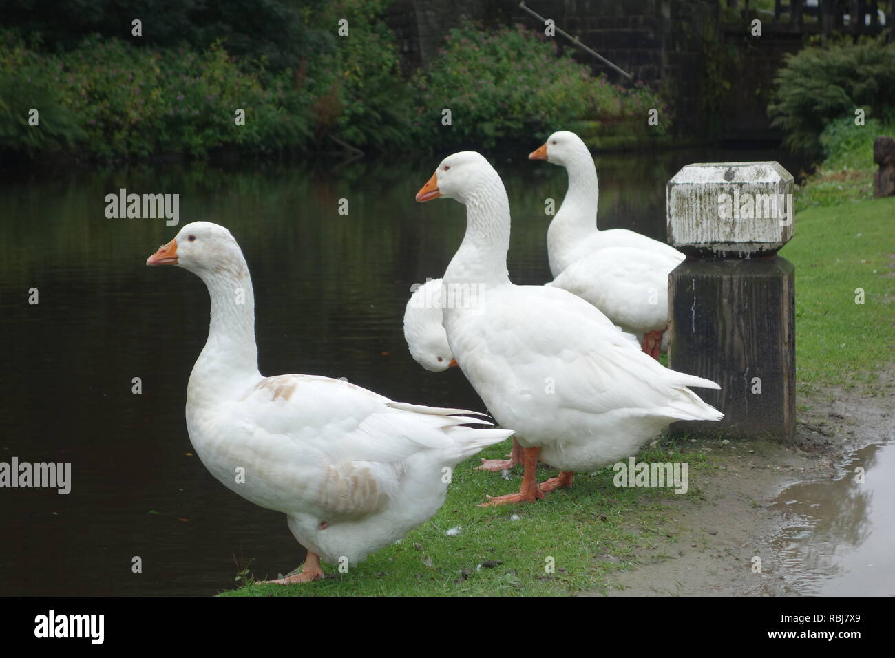 Un gruppo di oche domestiche seduta sulle sponde di Rochdale Canal a Hebden Bridge, West Yorkshire. Foto Stock