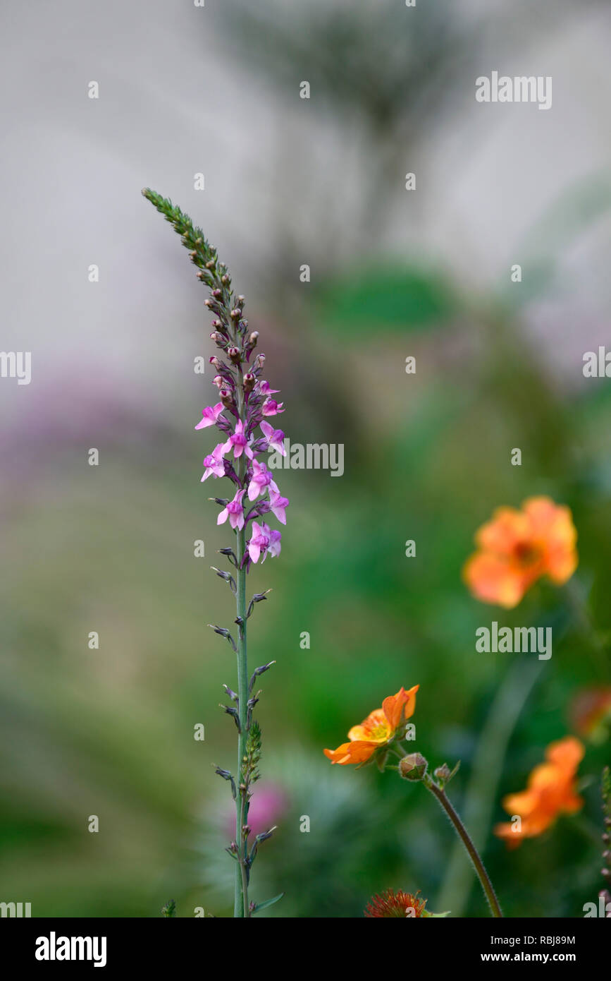 Linaria Rosa baci,montante perenne,grigio-verde fogliame,punte sottili di fiori di colore rosa,fioritura,piante perenni,RM Floral Foto Stock