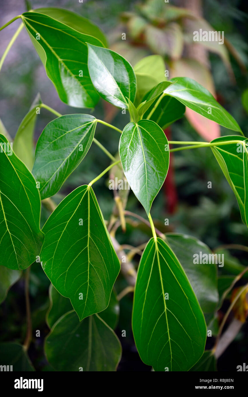 Oreopanax capitatus,Picon,albero sempreverde,lucide foglie verdi,fogliame,struttura,impianto strutturale,coriacea,ovale,finitura lucida,foglie di colore verde scuro,RM Floral Foto Stock