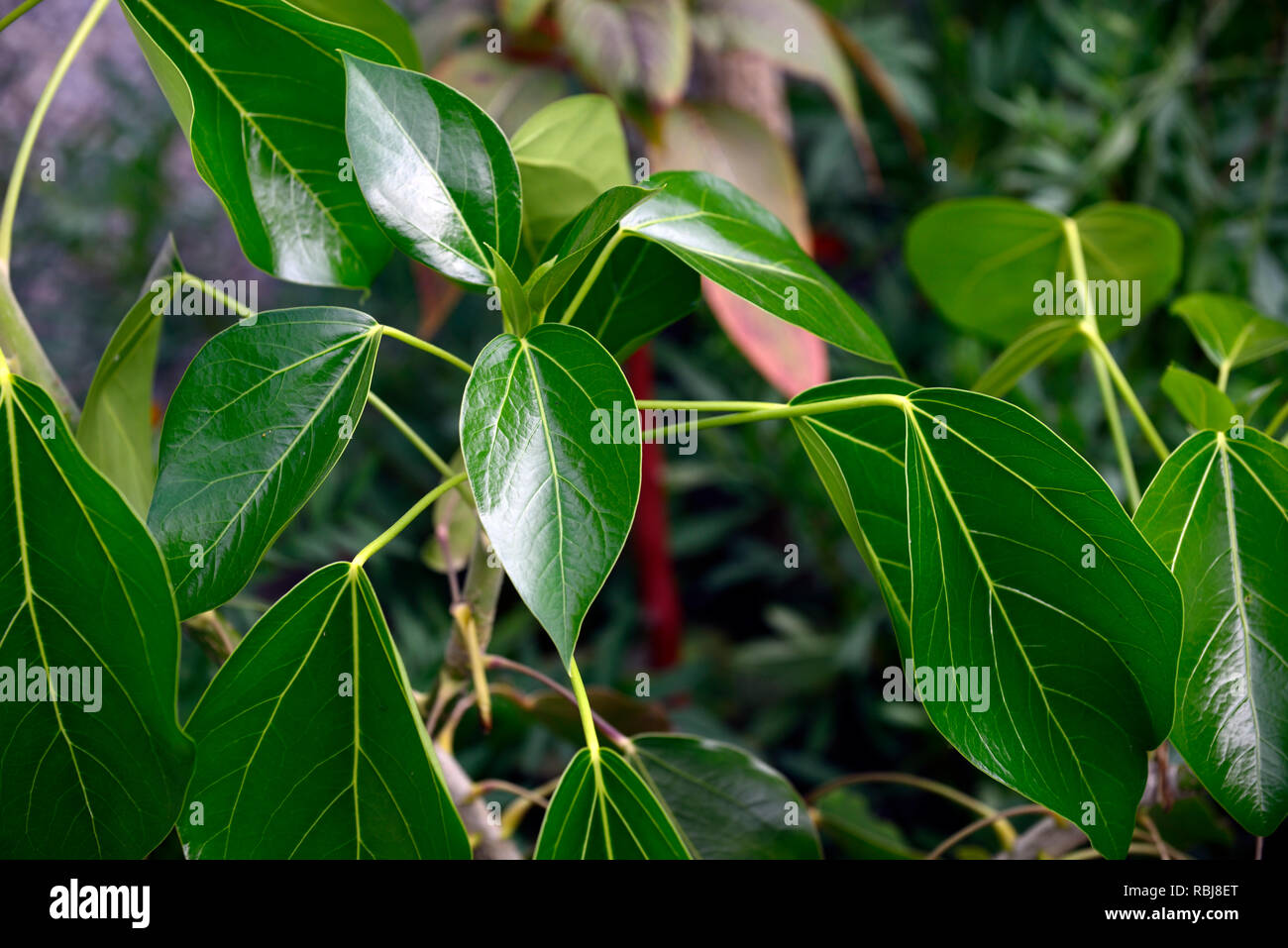 Oreopanax capitatus,Picon,albero sempreverde,lucide foglie verdi,fogliame,struttura,impianto strutturale,coriacea,ovale,finitura lucida,foglie di colore verde scuro,RM Floral Foto Stock
