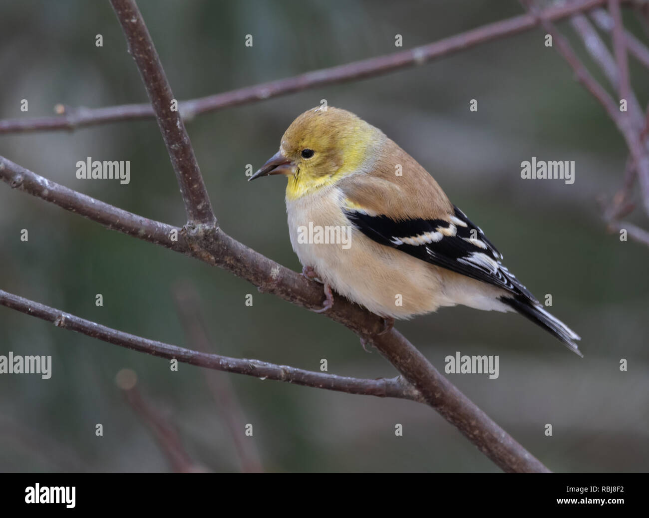 Una ragazza americana Goldfinch su un ramo Foto Stock