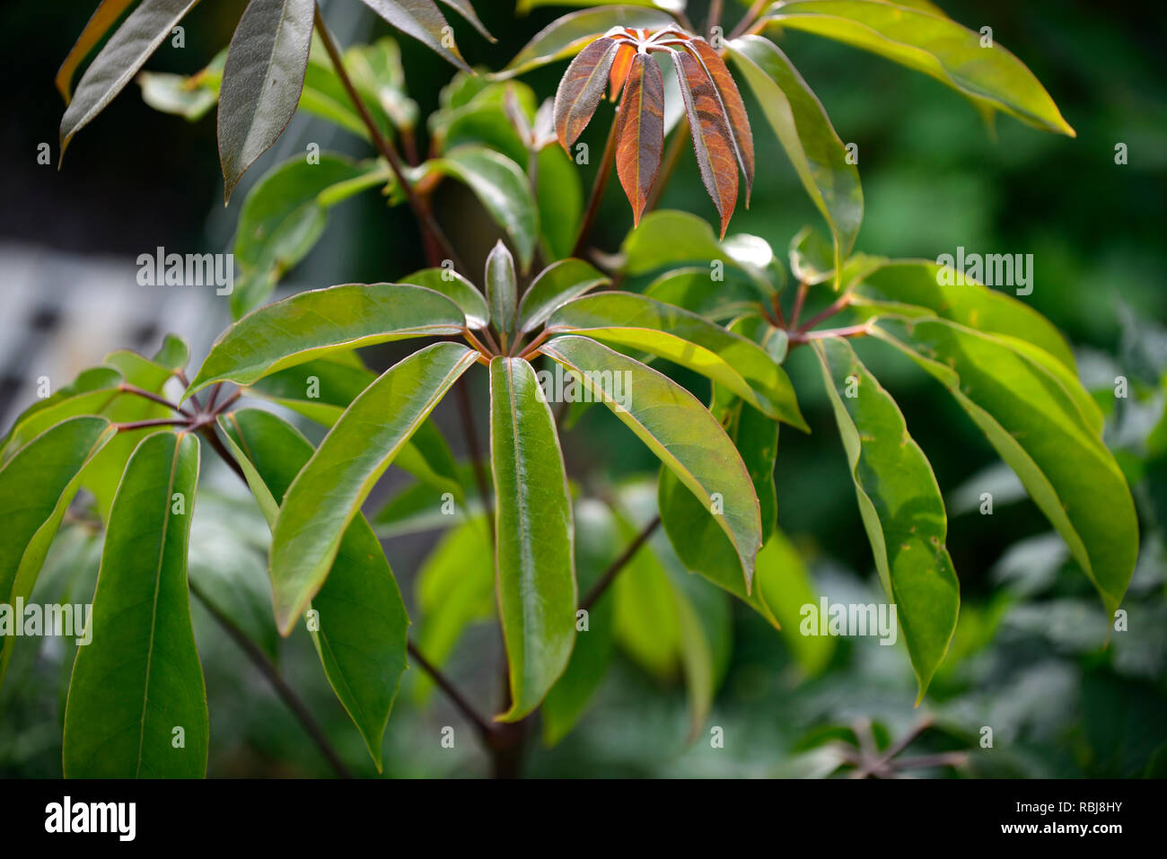 Oreopanax epremesnilanum,albero sempreverde,lucide foglie verdi,fogliame,struttura,impianto strutturale,coriacea,ovale,finitura lucida,foglie di colore verde scuro,RM Floral Foto Stock