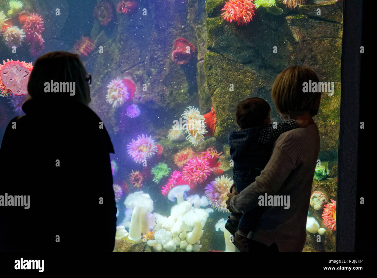 Persone che guardano il mare di anemoni nelle acque canadesi serbatoio all'interno del Ripley's acquario di Canada, Toronto, Ontario Foto Stock