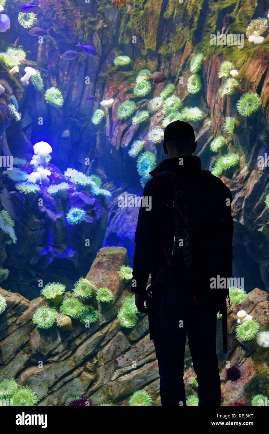 Persone che guardano il mare di anemoni nelle acque canadesi serbatoio all'interno del Ripley's acquario di Canada, Toronto, Ontario Foto Stock