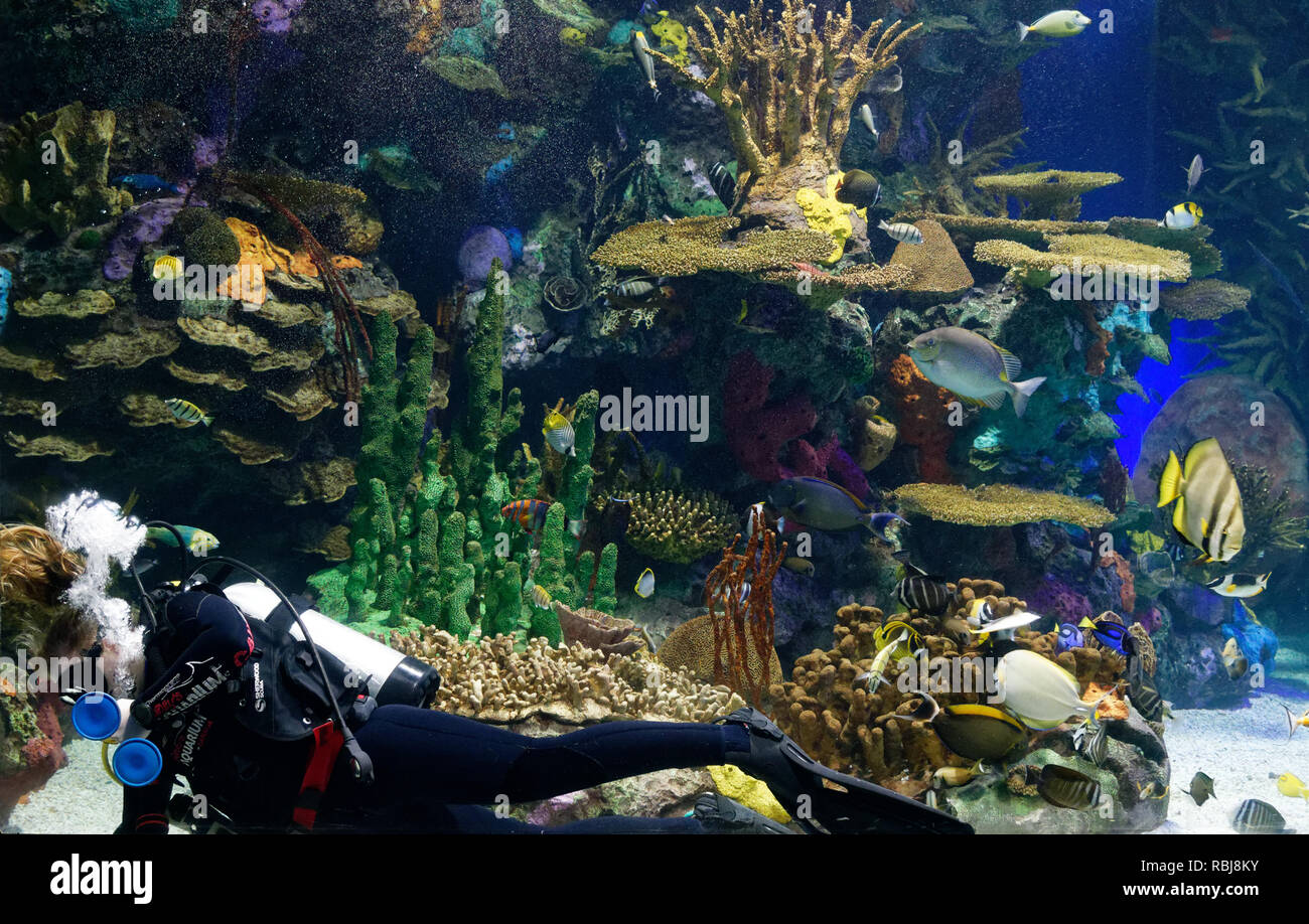 Un subacqueo in Rainbow Reef serbatoio all'interno del Ripley's acquario di Canada, Toronto, Ontario Foto Stock