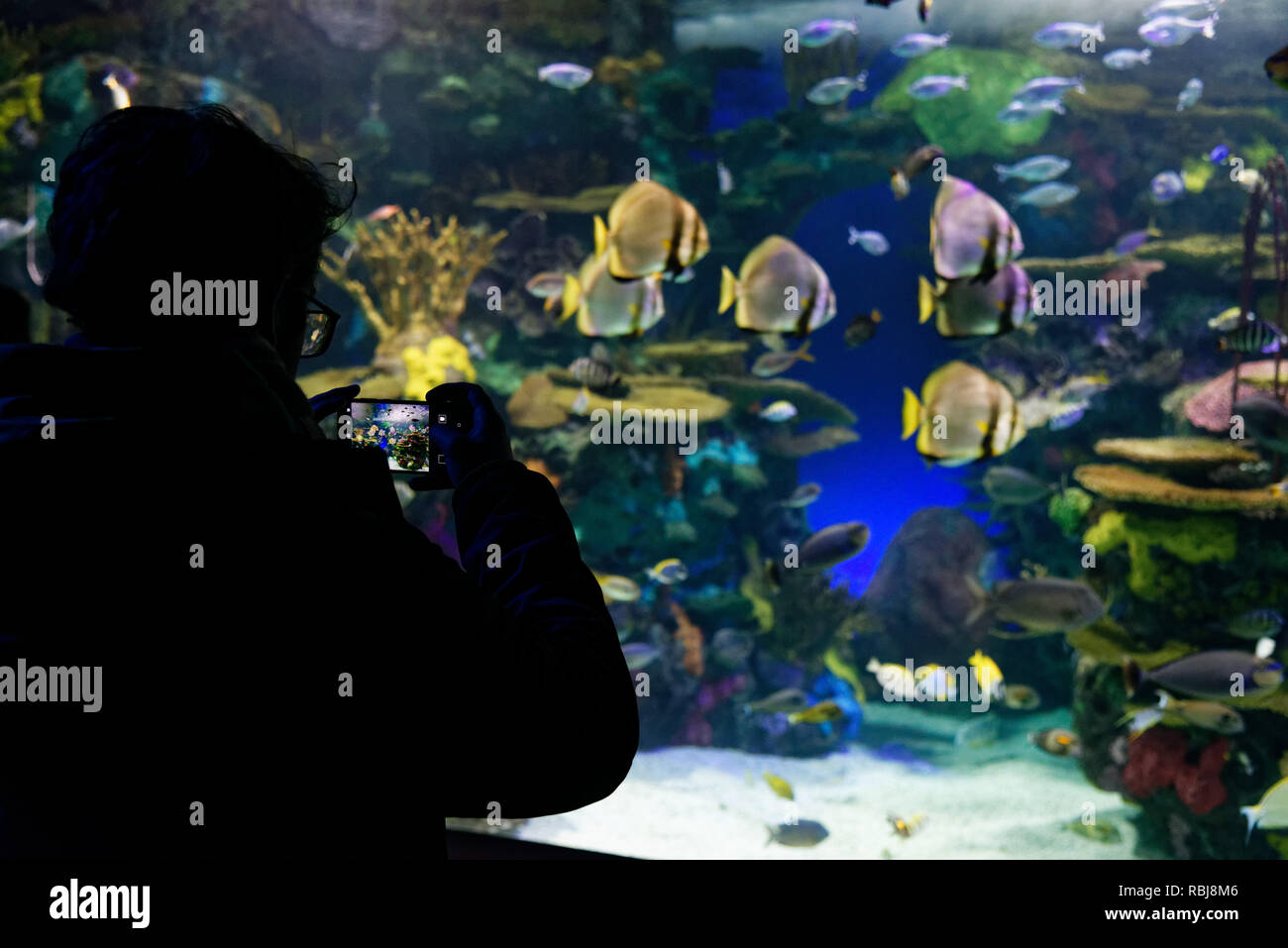 Persone che guardano il Rainbow Reef trpoical pesce serbatoio interno Ripley's acquario di Canada, Toronto, Ontario Foto Stock