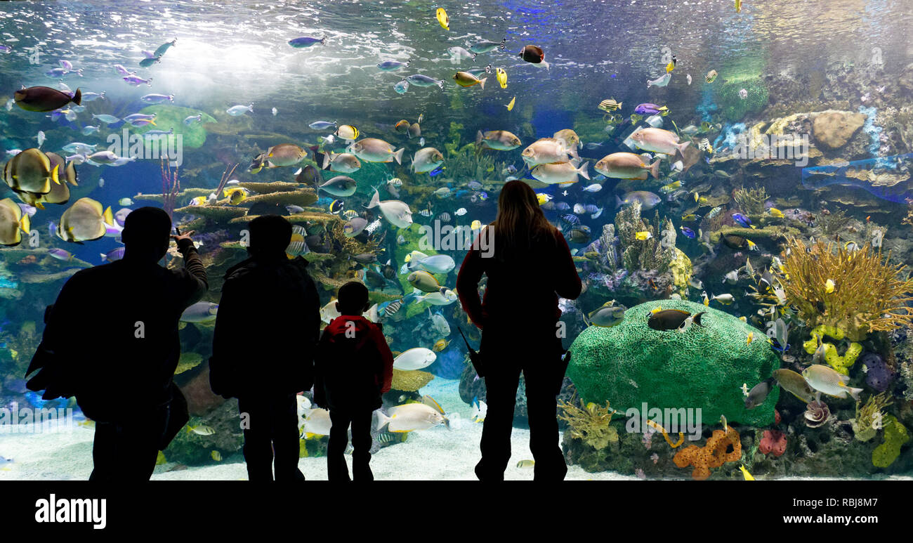 Persone che guardano il Rainbow Reef trpoical pesce serbatoio interno Ripley's acquario di Canada, Toronto, Ontario Foto Stock