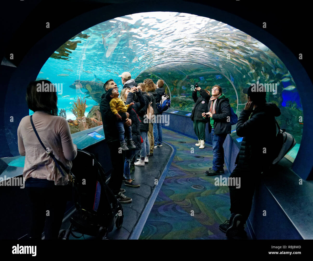 Le persone dentro il tunnel nel pericoloso squalo Laguna serbatoio all'interno del Ripley's acquario di Canada, Toronto, Ontario Foto Stock