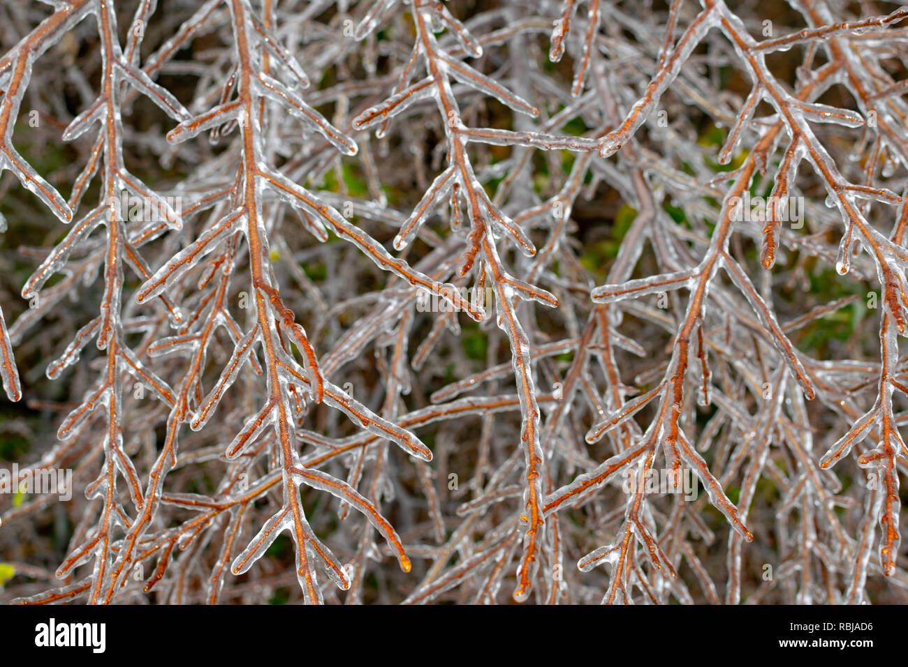 Close-up del ghiaccio coperto di rami in una foresta. Foto Stock