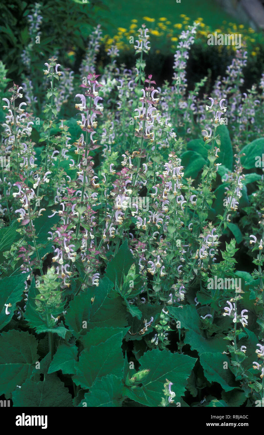 FIORI E FOGLIAME DELLA SALVIA CLARY (SALVIA SCLAREA) UNA PIANTA ERBACEA DEL GENERE SALVIA E NOTA ANCHE COME SALVIA MOSCATA O VEDI LUMINOSO. Foto Stock