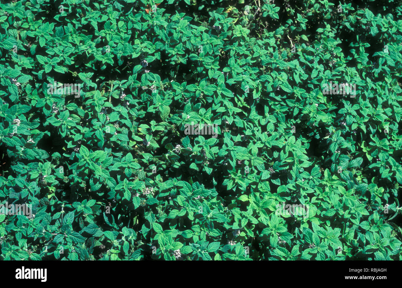 Campo MINT (MENTHA arvense) Foto Stock