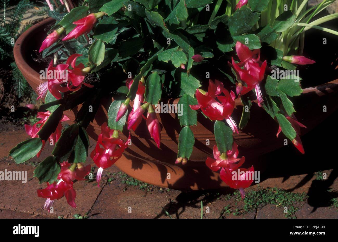 SCHLUMBERGERA TRUNCATUS 'vacanza splendore' ZYGOCACTUS IN TERRACOTTA Vaso da giardino. Foto Stock