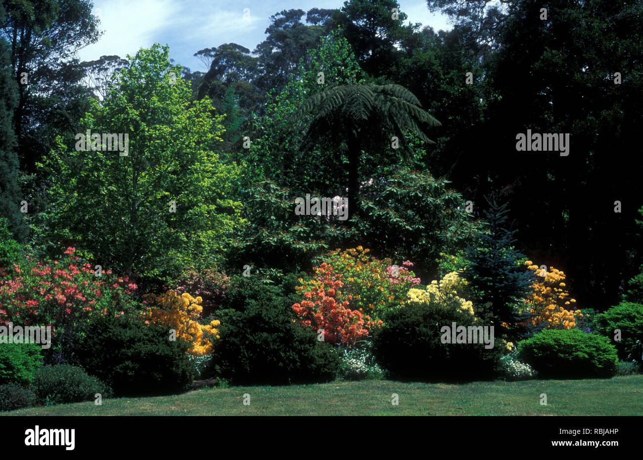 Giardino scena con Rododendri e azalee mollis, conifere, ALNUS E CYATHEA AUSTRALIA Foto Stock