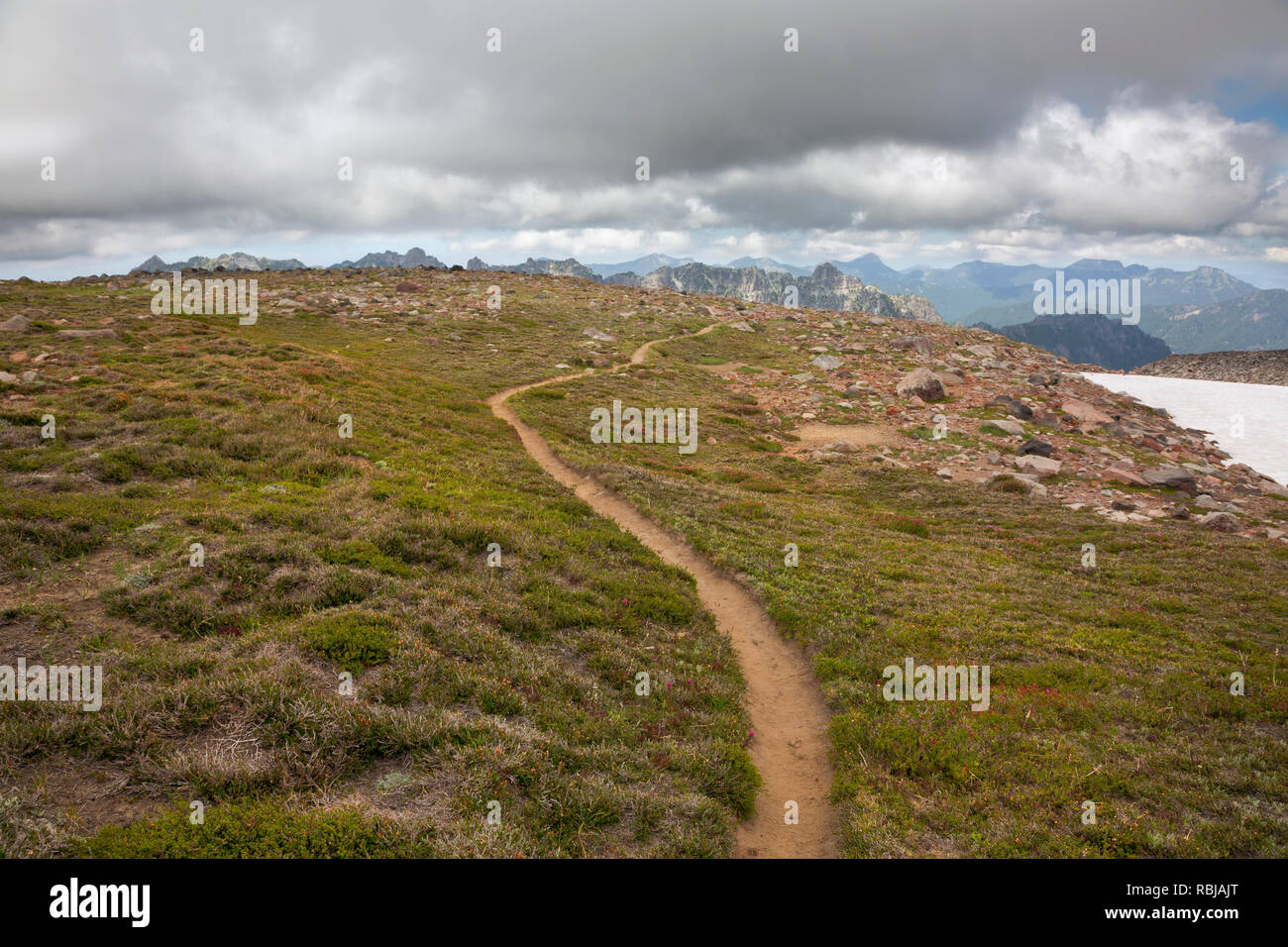 WA15736-00...WASHINGTON - Sentiero attraverso i prati alpini a Echo di roccia in monte Rainier National Park. Foto Stock