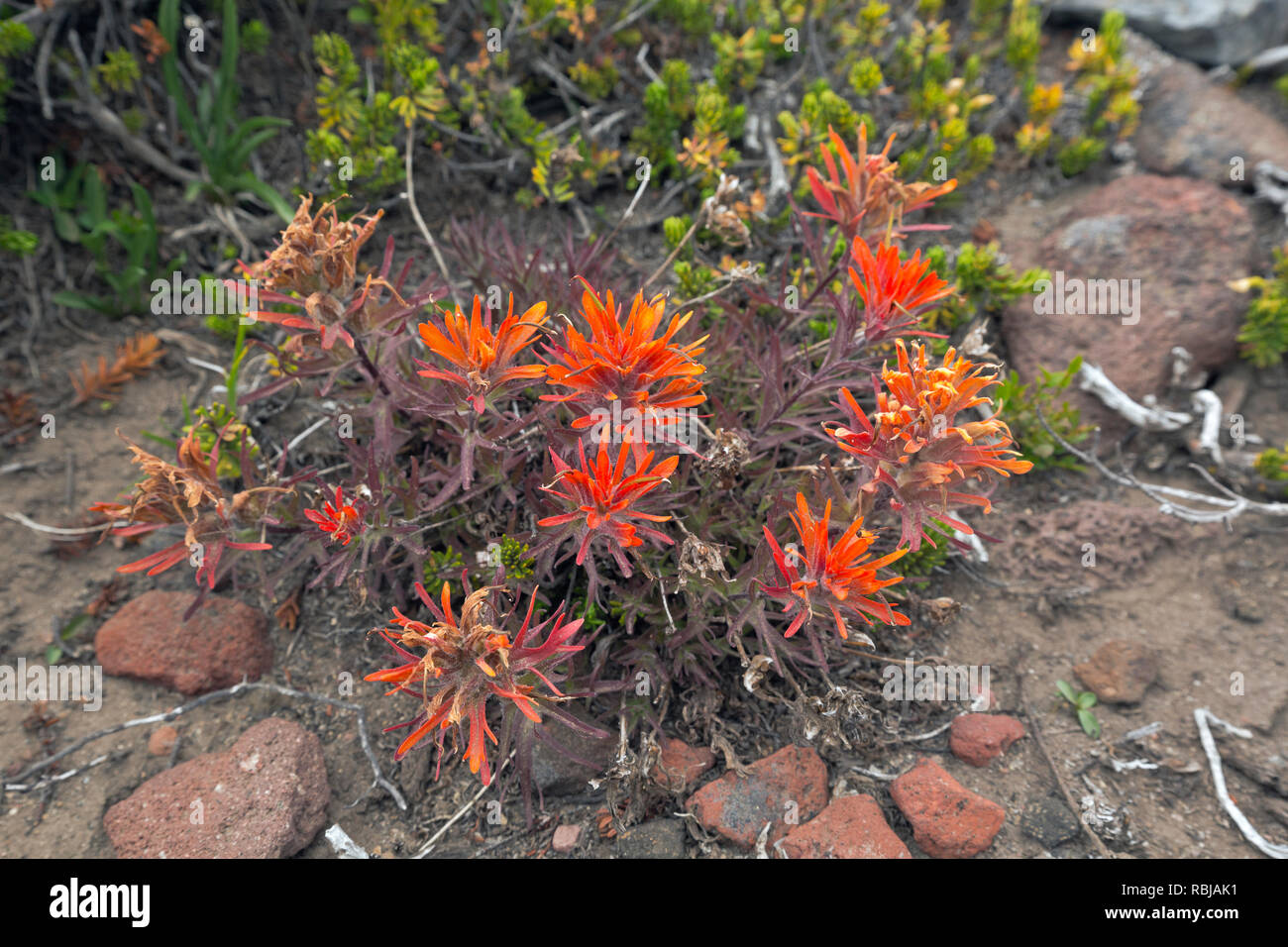 WA15740-00...WASHINGTON - luminoso color magenta pennello in un prato alpino lungo l'Eco Rock Trail nel Mount Rainier National Park. Foto Stock