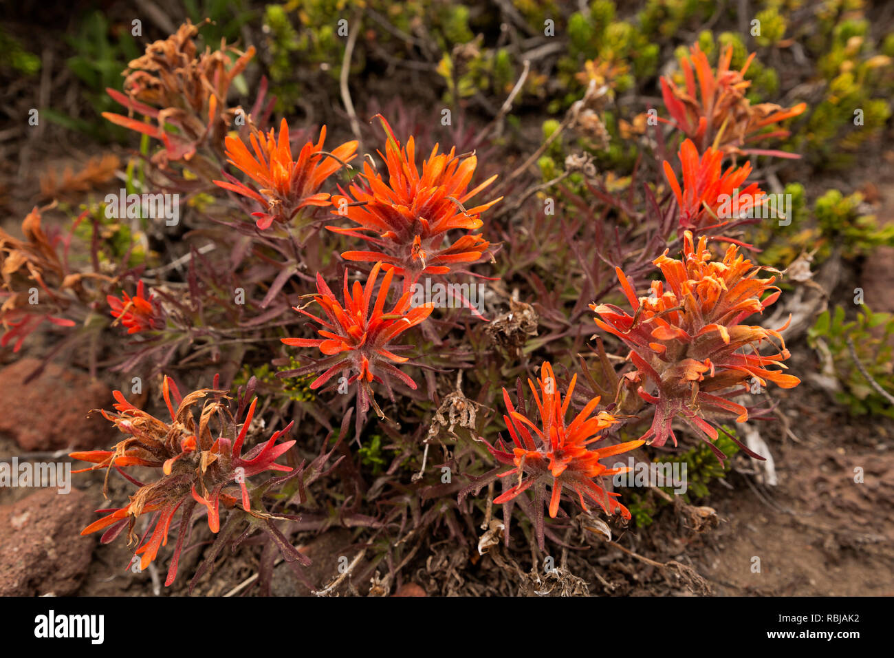 WA15741-00...WASHINGTON - luminoso di colore arancio pennello in un prato alpino lungo l'Eco Rock Trail nel Mount Rainier National Park. Foto Stock