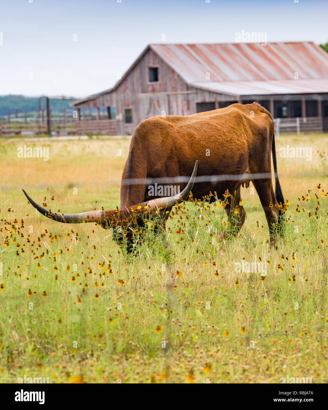 Texas longhorn steer pascolare nei prati di fiori selvatici con fienile in background. Foto Stock