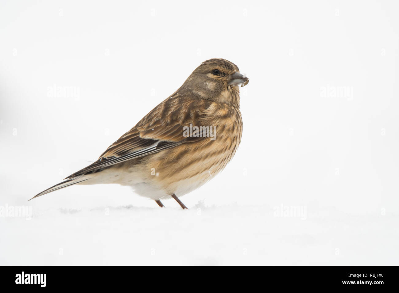 Eurasian Linnet, Linaria cannabina sulla neve Foto Stock