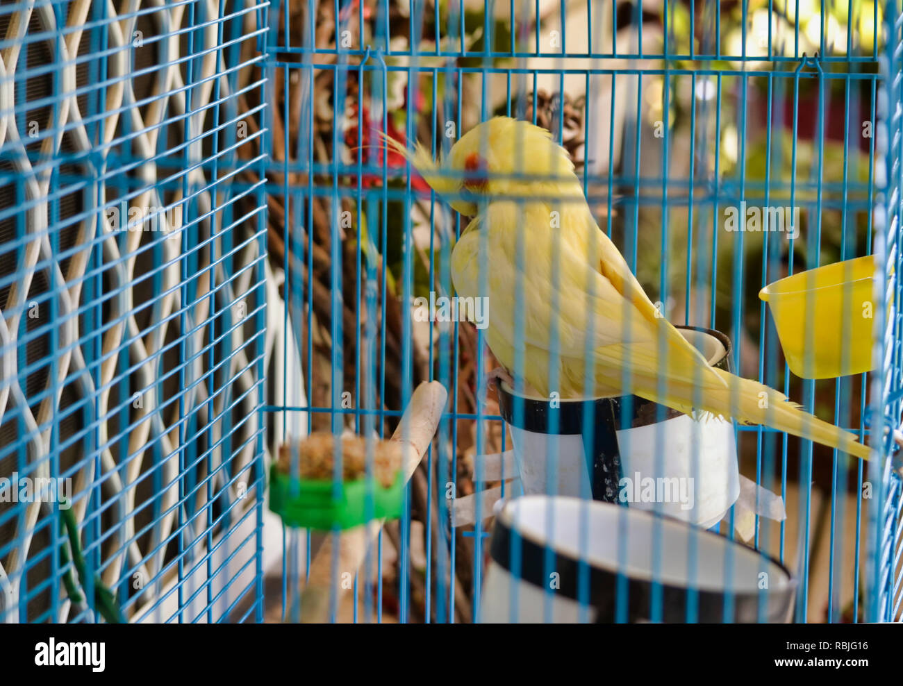 Cockatiel nella gabbia per uccelli Foto Stock