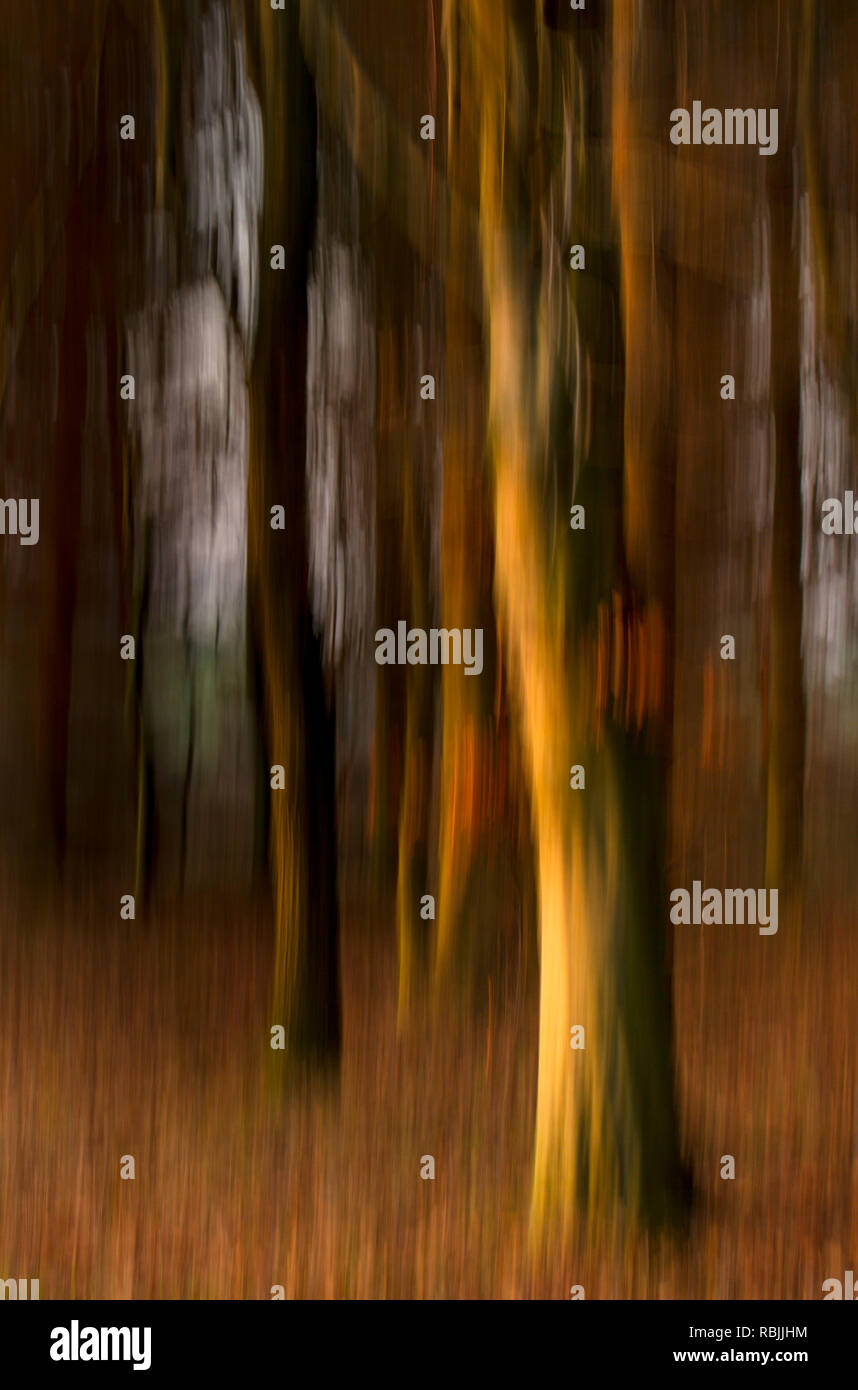 Attraverso l'autunno alberi Foto Stock