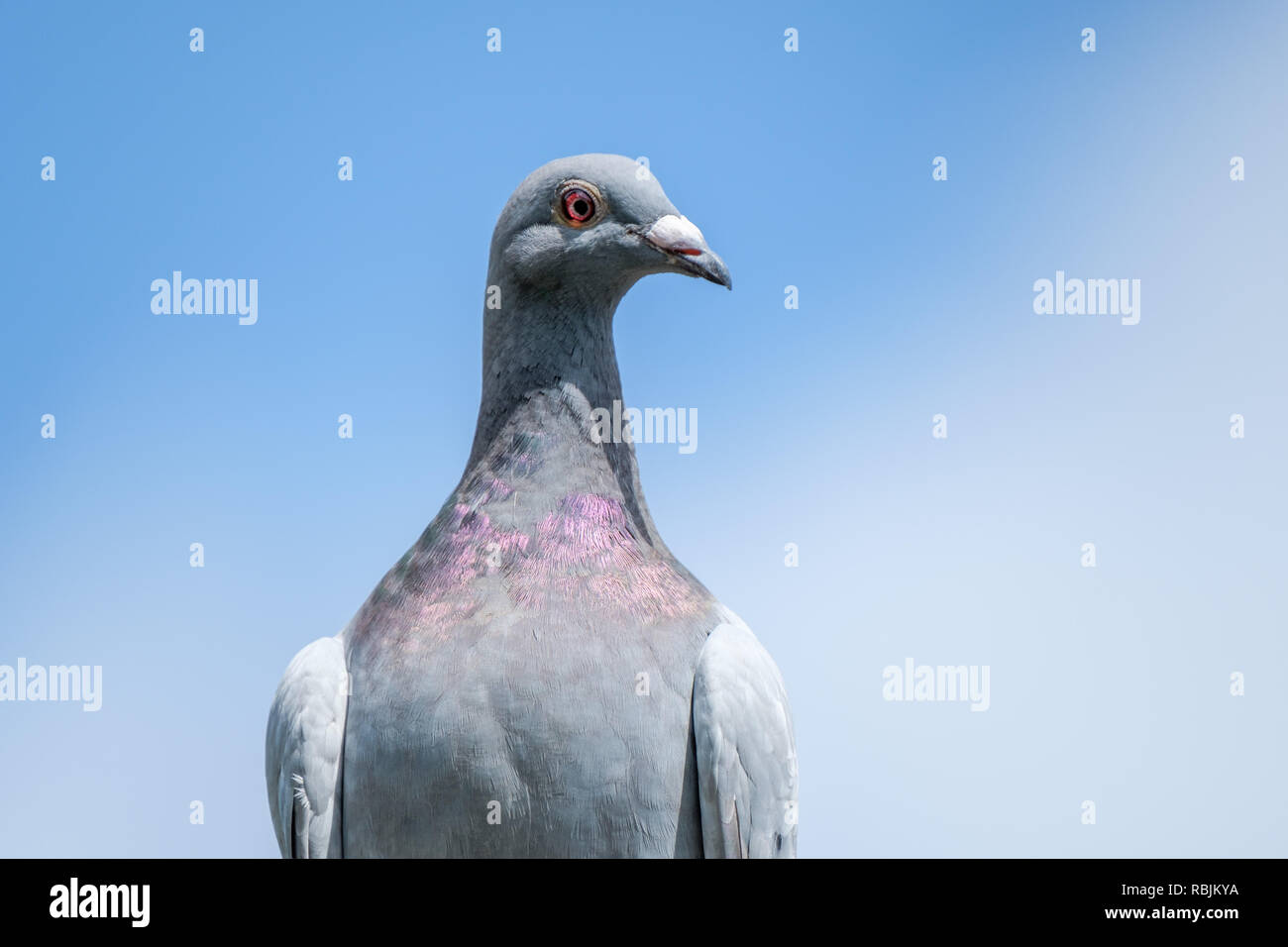 Un ritratto di un piccione viaggiatore contro il cielo blu come sfondo Foto Stock
