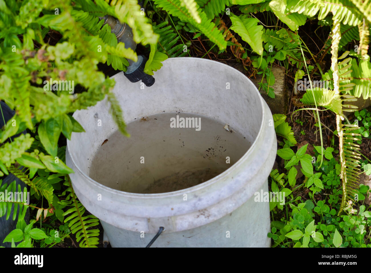 La benna di raccolta acqua di gocciolamento dal rubinetto da giardino / TAP Foto Stock