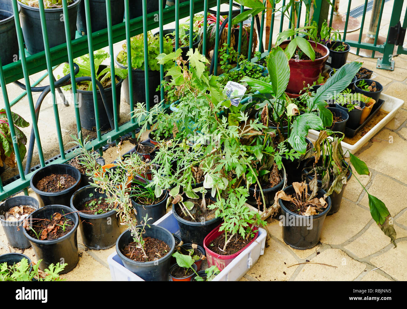 Pot raccolta di piante in giardino nel cortile Foto Stock